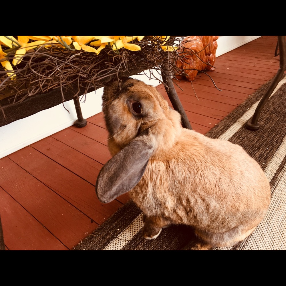 Meet your Posher, Savannah